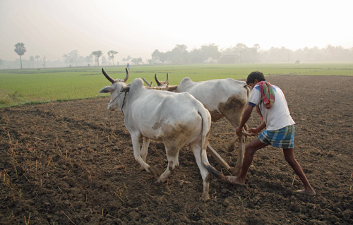A farmer ploughs his field with oxen in Kadmati Village, Brahampur, West Bengal, India.: Photograph courtesy of Wikipedia.